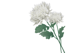 꽃 이미지